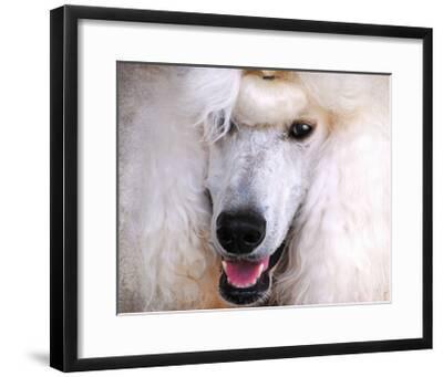 PRE-ORDER-Poodle Print-Standard Poodle-Dog Print-Poodle Art-Poodle Wall Art-Animal Art-Black Standard Poodle-Dancing Poodle-Poodle Present